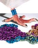 Two high-resolution digital photographs on the foot of a racing homing pigeon and a product shot combined to create the right trade ad - Product Photography