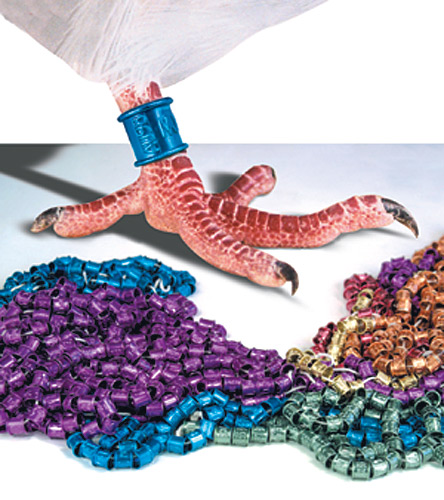 Two high-resolution digital photographs on the foot of a racing homing pigeon and a product shot combined to create the right trade ad - Product Photography